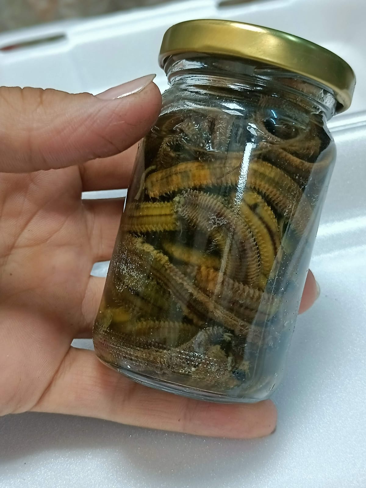 Küçük Kavanoz Salamura Boru Kurdu